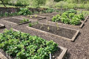 Kitchen garden